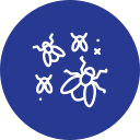 insects